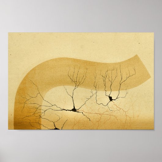 Poster Nerfs vintages du système nerveux central 1886 (Devant)