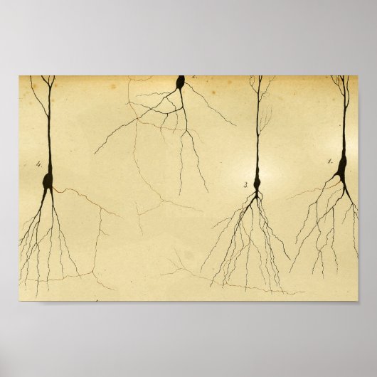 Poster Nerfs vintages du système nerveux central 1886 (Devant)