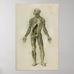 Poster Nervous System Human Vintage Anatomy Print