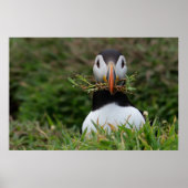 Poster Nest Builder Puffin (Devant)