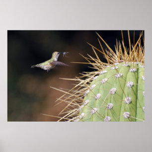 Poster Nest Maker