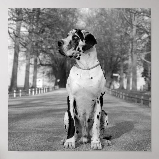 Poster Nestor noir et blanc (Devant)