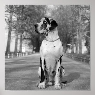 Poster Nestor noir et blanc