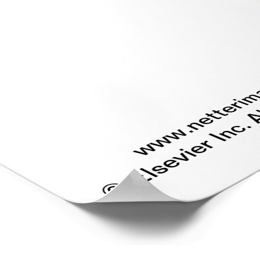 Poster Netter's Posterior Abdominal Wall - Labeled Chart (Coin)