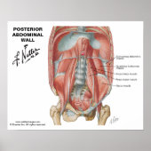 Poster Netter's Posterior Abdominal Wall - Labeled Chart (Devant)