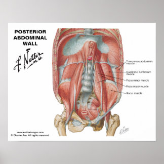 Poster Netter's Posterior Abdominal Wall - Labeled Chart