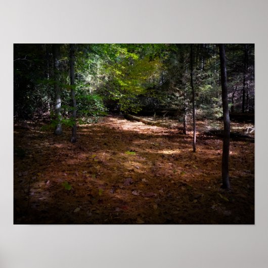 Poster Nettoyage dans une forêt noire (Devant)