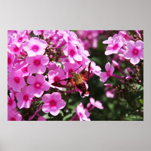 Poster Nettoyage des colibris et du phlox 2 (Devant)