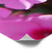 Poster Nettoyage des colibris et du phlox 2 (Coin)