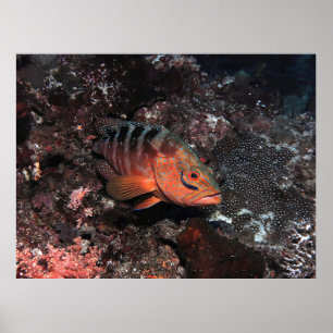 Poster Nettoyeur Wrasse Eyeliner