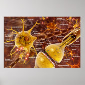 Poster Neuron (Devant)