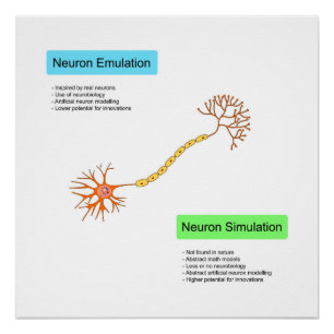Poster Neurones
