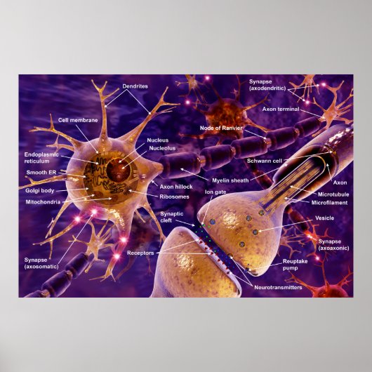 Poster neurones moteurs (Devant)