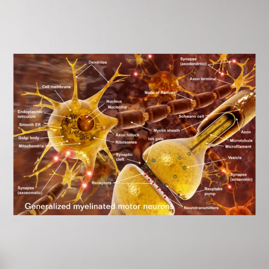 Poster neurones moteurs de vertébrés myélinés typiques (Devant)