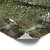 Poster neuspijnbomen (Hoek)