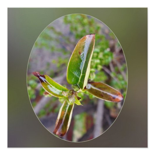 Poster new leaves (Devant)