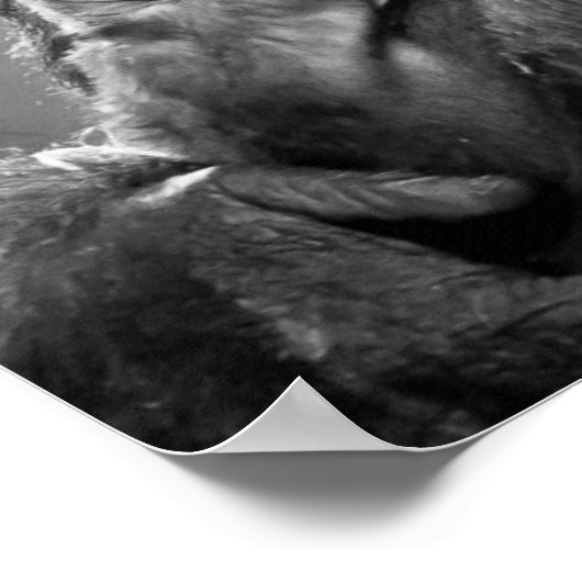 Poster New Mother Gorilla (Coin)