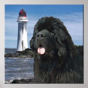 Poster Newfoundland Dog Portrait