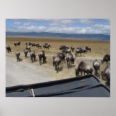 Poster Ngorongoro (Devant)