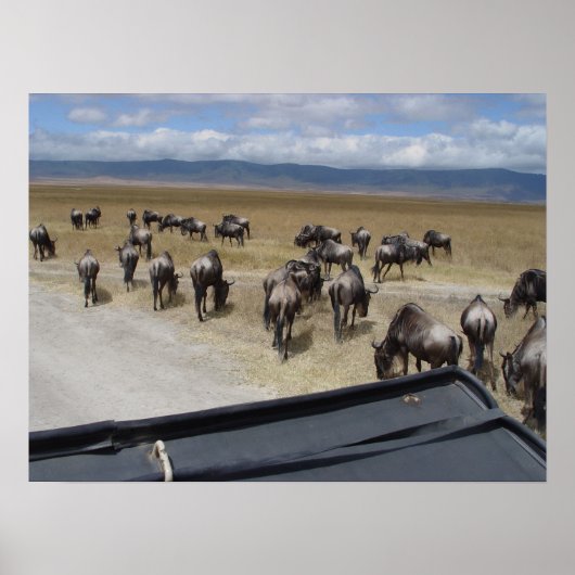 Poster Ngorongoro (Devant)