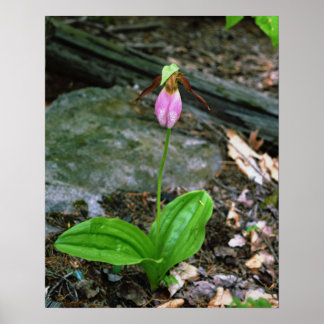 Poster NH Pink Lady Slipper (Cypridedium Acaule) 16x20