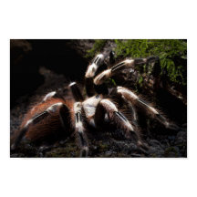 Nhandu Chromatus Tarantula brésilienne rouge et bl