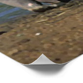 Poster Nice Long Boisson Hippopotamus Portrait (Coin)