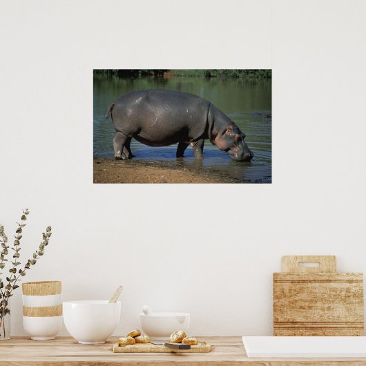 Poster Nice Long Boisson Hippopotamus Portrait (Cuisine)