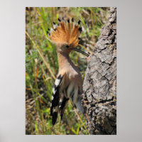 Nichage de l'alimentation en hoopoe