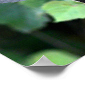 Poster Nichage de nourriture pour colibri (Coin)