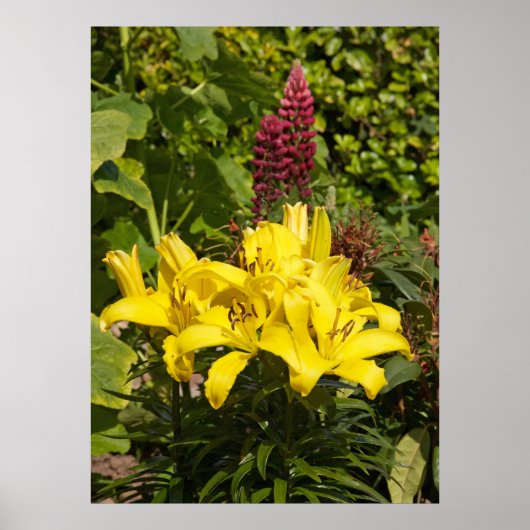 Poster Niché dans le jardin. (Devant)