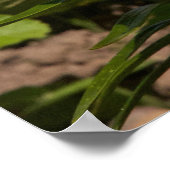 Poster Niché dans le jardin. (Coin)