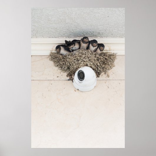 Poster Nichons d'hirondelles assis dans le nid (Devant)