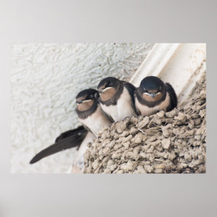 Poster Nichons d'hirondelles assis dans le nid