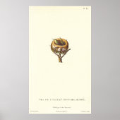 Poster Nid adorable de colibris crêponnés - Joli! (Devant)