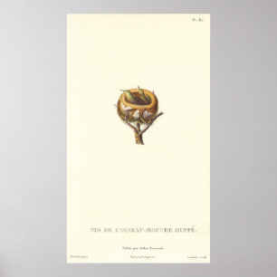 Poster Nid adorable des colibris crêtés - assez !