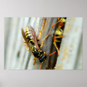 Poster Nid de guêpes (Devant)