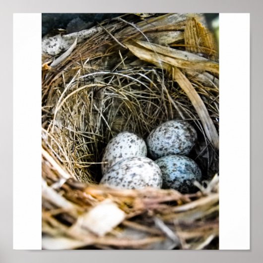 Poster Nid d'oiseaux (Devant)