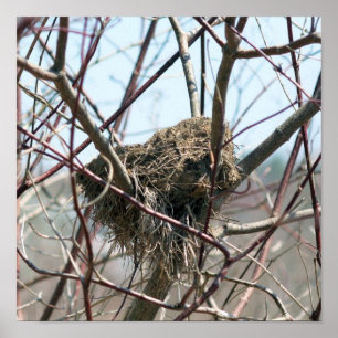 Poster Nid D'Oiseaux Abandonné Au Printemps
