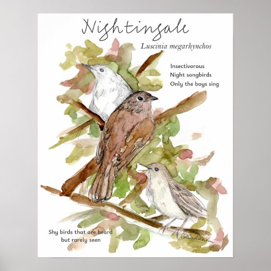 Poster Nightingale Songbird Leaves Trees Drawing (Devant)
