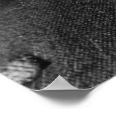 Poster Nikola Tesla (Coin)