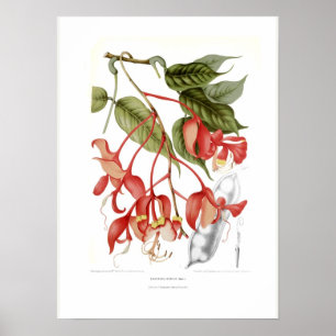 Poster Nobilis d'Amherstia