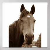 Poster Noble Cheval (Devant)