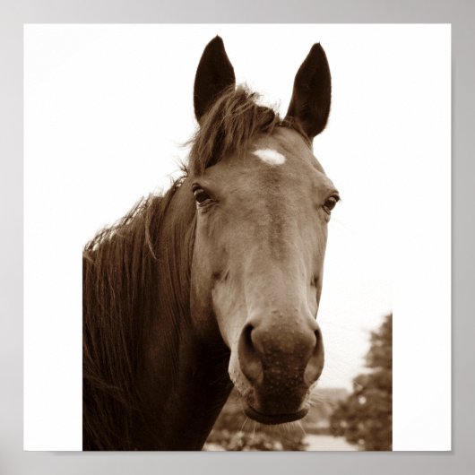 Poster Noble Cheval (Devant)