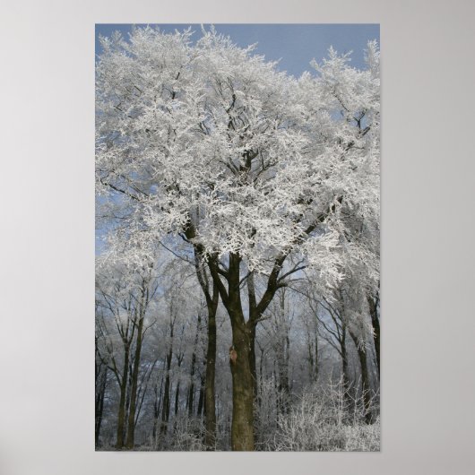 Poster Noël blanc (Devant)