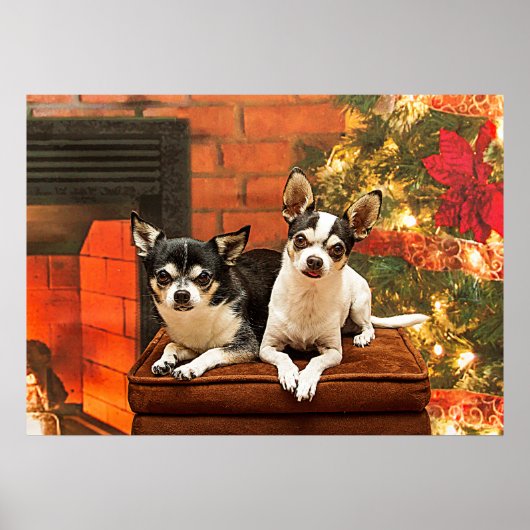 Poster Noël Chihuahua (Devant)