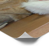 Poster Noël Orange Tabby (Coin)