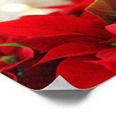 Poster Noël Poinsettia (Coin)