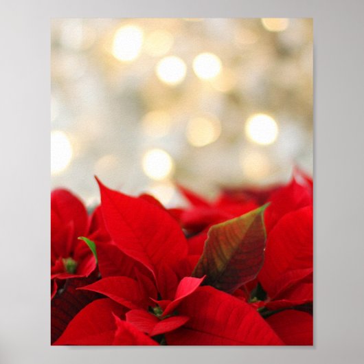 Poster Noël Poinsettia (Devant)