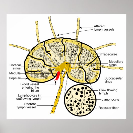 Poster Noeud lymphatique montrant le flux des sinus lymph (Devant)